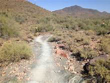 Cave Creek Cactus Loop